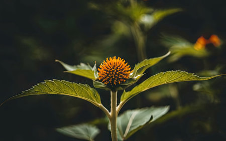 Flower of Echinacea purpurea on dark background.の素材