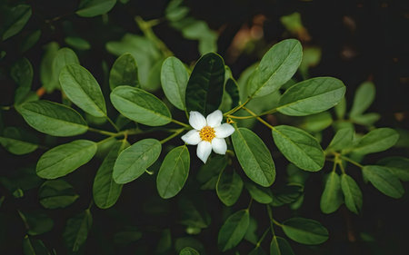 Beautiful white flower with green leaves on dark background. Nature backgroundの素材