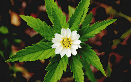 White flower on a green leaf in the garden. Nature background.の素材