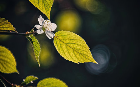 Blossoming branch of apple tree on a background of green leavesの素材