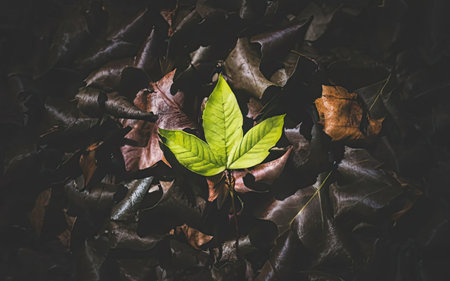 Autumn leaves on a dark background, top view, copy spaceの素材
