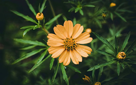 Beautiful yellow cosmos flower in the garden with vintage color tone.の素材