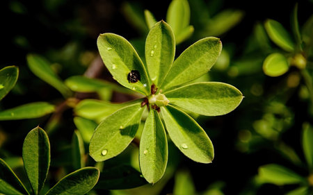 Green leaves with dew drops close up. Natural background and texture.の素材