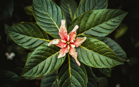 Close up of red flower with green leaves in the garden, stock photoの素材