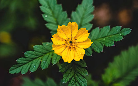 Close up of yellow marigold flower (Tagetes patula)の素材