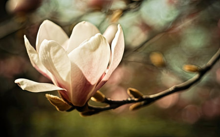 Magnolia flower blossom in spring time. Beautiful nature background.の素材