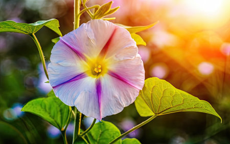Morning Glory flower in the garden with sun light, nature background.の素材