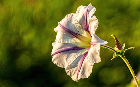 White petunia flower on a green background. Shallow depth of fieldの素材