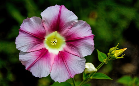 Purple and white petunia flower on a dark green background.の素材