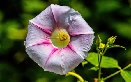 Close up of purple bindweed flower in the garden, Thailand.の素材