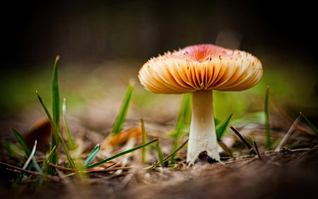 Mushroom in the forest. Beautiful mushroom in the forest.の素材