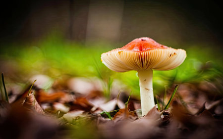 Fly agaric mushroom in the forest. Selective focus.の素材