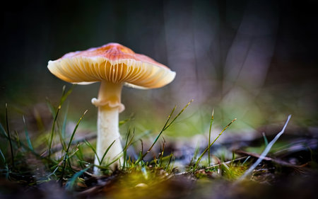 Fly agaric mushroom in the autumn forest. Selective focus.の素材