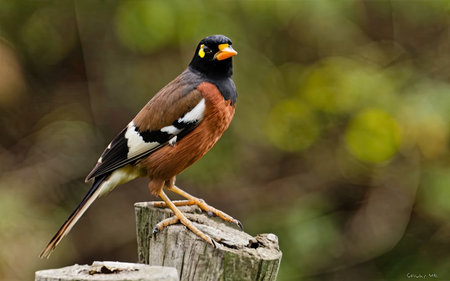 Chestnut-breasted myna (Garrulus myna)の素材