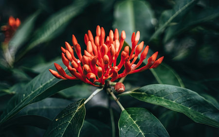Ixora coccinea flower in the garden, Thailand.の素材