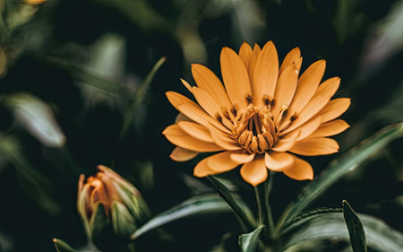Close up of yellow zinnia flower with green leaves background.の素材