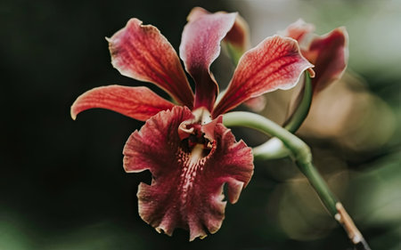 Beautiful red orchid flower in the garden. Close up.の素材