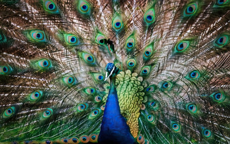 Portrait of beautiful peacock with feathers out, close-upの素材