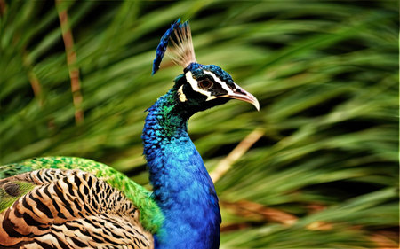 Peacock on a green background. Peacock close-up.の素材