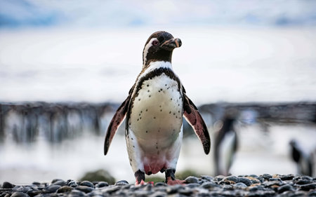 African penguin (Spheniscus demersus) on the beachの素材