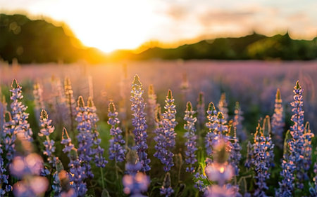 Sunset over purple lupine flowers in a field in summerの素材
