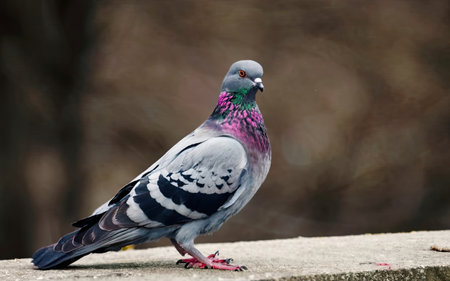 Pigeon on a wall in the park. Selective focus.の素材