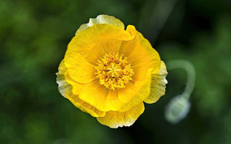 poppy flower on green background, closeup of yellow poppy flowerの素材