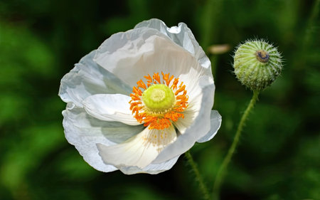 White poppy flower on a background of green grass in the garden.の素材