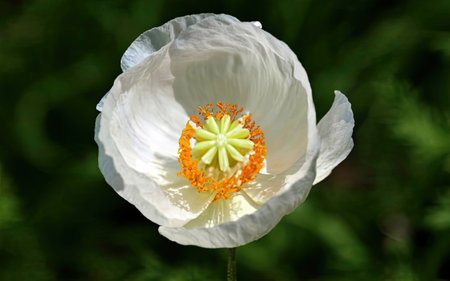White poppy flower on a background of green grass, close-upの素材