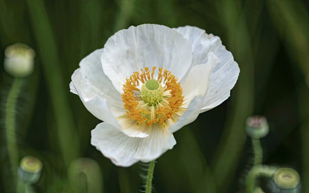 White poppy flower in the garden on a green background close-upの素材