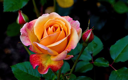 Orange and pink rose in the garden on a sunny summer day.の素材