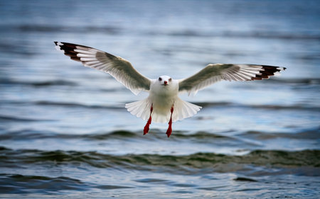 Seagull flying in the blue sea. Black-headed Gull (Larus ridibundus).の素材