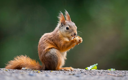 Red squirrel sitting on the ground and eating a piece of bread.の素材