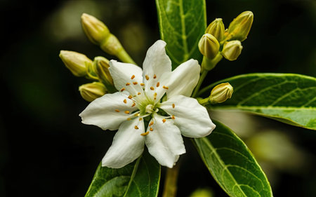 Close up of white flower with green leaf background. (Scientific name)の素材