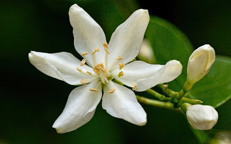 White jasmine flower in the garden. (Citrus aurantiaca)の素材