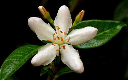 White jasmine flower isolated on black background, close-upの素材