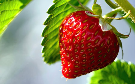 Strawberry on a branch of a strawberry tree in the gardenの素材