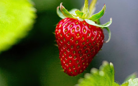 strawberry in the garden, close-up of a strawberryの素材