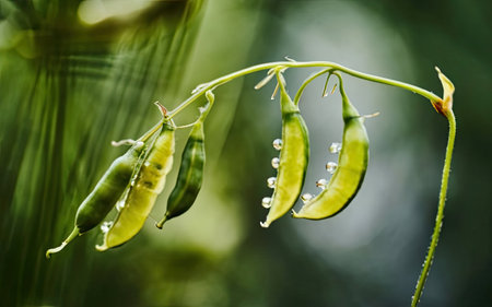 Soybean pods with dew drops on a green background.の素材