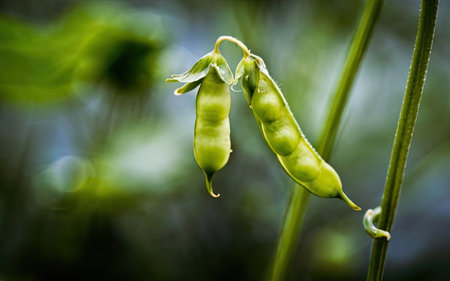 Pea pods in the garden, close-up of pods.の素材
