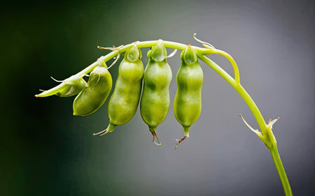 Fresh green pea pods on a black background. Close up.の素材