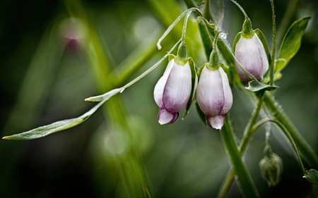 Flowers of a plant in the garden. Selective focus.の素材