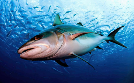 Picture shows a Carcharhinus carcharias, Bahamasの素材