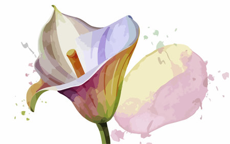 Illustration of calla lily with watercolor splashes on white backgroundのイラスト素材