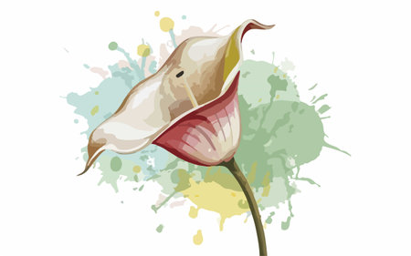 Illustration of calla lily flower on a watercolor backgroundのイラスト素材