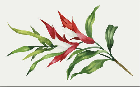 Illustration of a red and green tropical flower on a white backgroundのイラスト素材