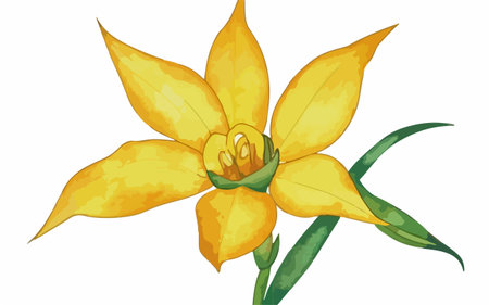 Illustration of a yellow daffodil on a white backgroundのイラスト素材