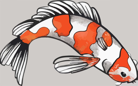 Illustration of a koi fish on a light gray background.のイラスト素材