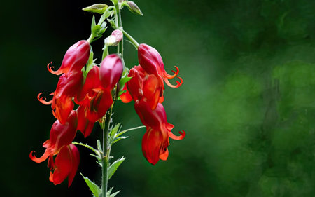 beautiful red flowers on a green background close-up macro photographyの素材