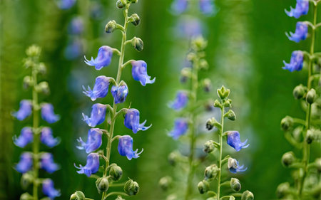Close up of blue bellflowers in a meadow in springの素材